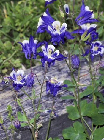 Aquilegia_vulgaris_winky_blue_white