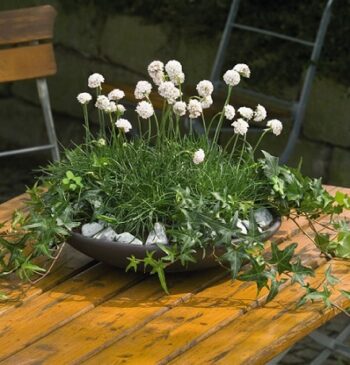 armeria_maritima_morning_star_white_1