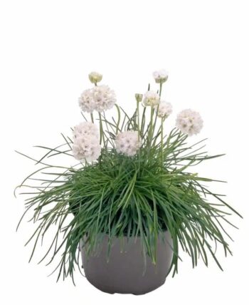 armeria_maritima_morning_star_white