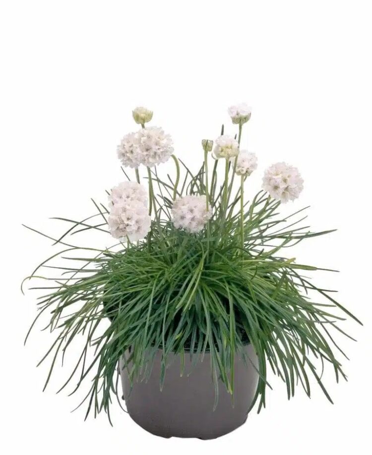 armeria_maritima_morning_star_white