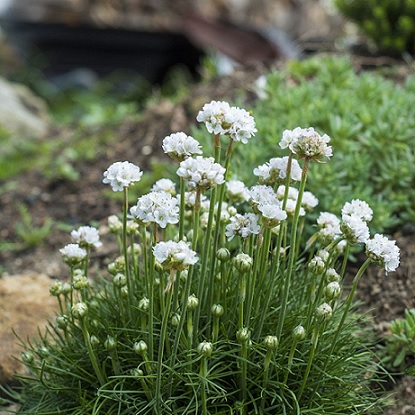 armeria_maritima_morning_star_white_2