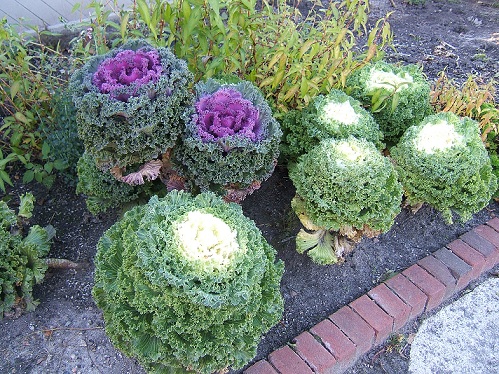 brassica_oleracea_nagoya_F1_mix_2