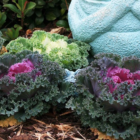 brassica_oleracea_nagoya_F1_mix_3