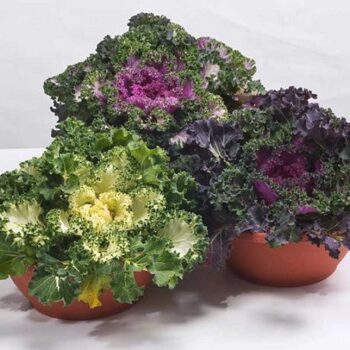 brassica_oleracea_nagoya_F1_mix