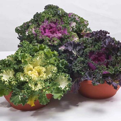 brassica_oleracea_nagoya_F1_mix