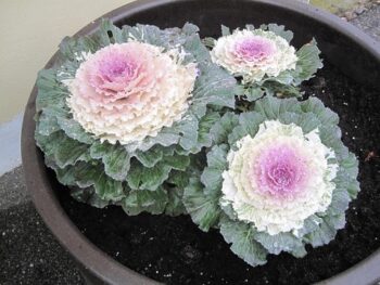 brassica_oleracea_pigeon_F1_Victoria_1