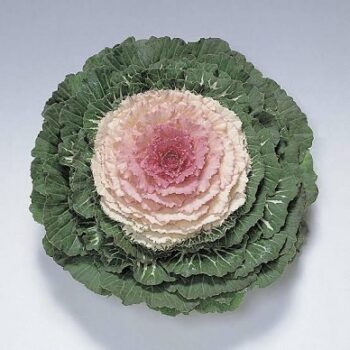 brassica_oleracea_pigeon_F1_Victoria_3