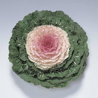 brassica_oleracea_pigeon_F1_Victoria_3