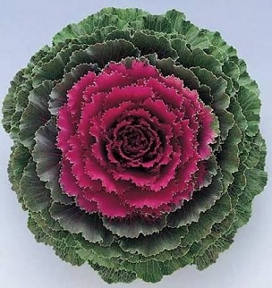Brassica_oleracea_song_bird_F1_red