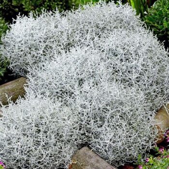 calocephalus_brownii_1