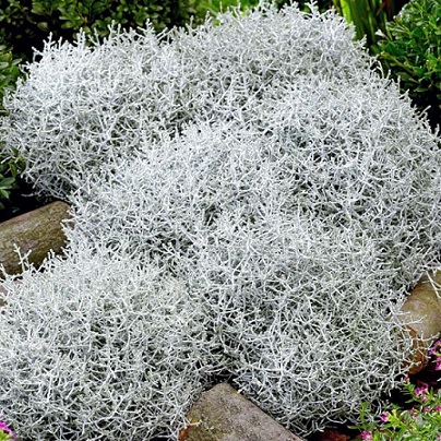 calocephalus_brownii_1