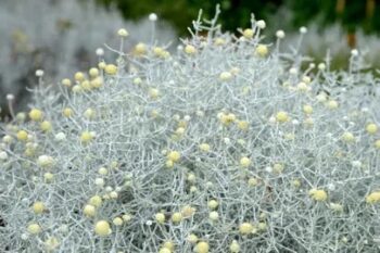calocephalus_brownii_3