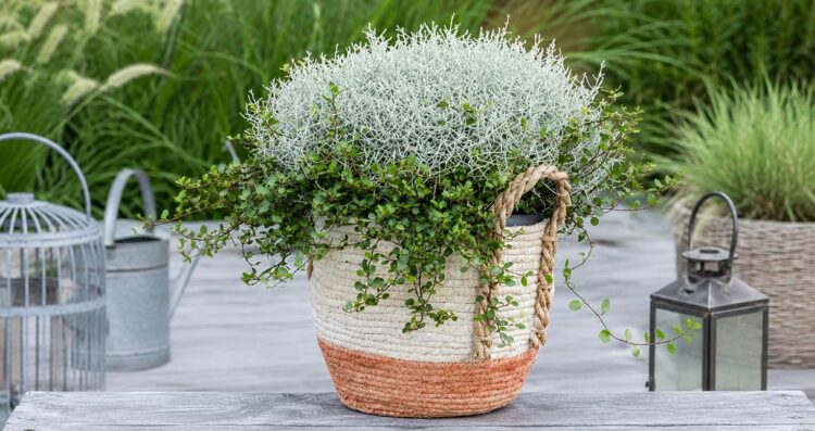calocephalus_mühlenbeckia_duo_checkies_silvercalos_&_green_2
