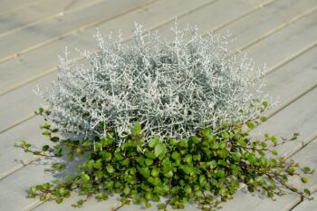 calocephalus_mühlenbeckia_duo_checkies_silvercalos_&_green_3