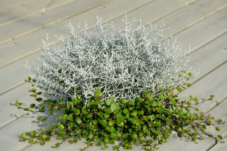 calocephalus_mühlenbeckia_duo_checkies_silvercalos_&_green_3