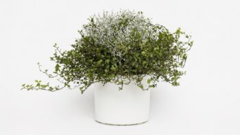 calocephalus_mühlenbeckia_duo_checkies_silvercalos_&_green