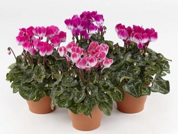 cyclamen_persicum_indiaka_F1_mix_1