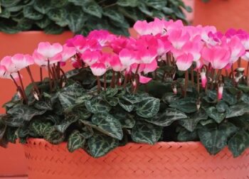 cyclamen_persicum_indiaka_F1_mix_2
