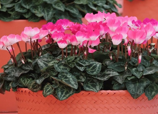 cyclamen_persicum_indiaka_F1_mix_2