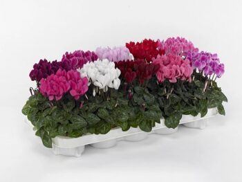 cyclamen_persicum_indiaka_F1_mix