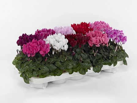 cyclamen_persicum_indiaka_F1_mix