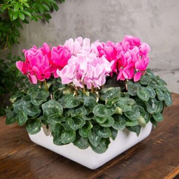 cyclamen_persicum_mammoth_2