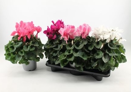 cyclamen_persicum_mammoth_3