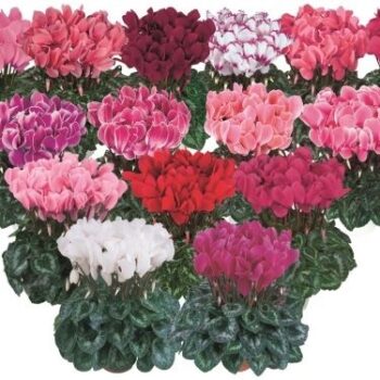 cyclamen_persicum_mammoth