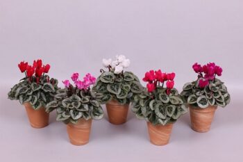cyclamen_persicum_super_serie_picasso_F1_mix_2