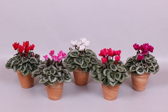 cyclamen_persicum_super_serie_picasso_F1_mix_2