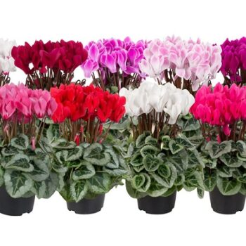 cyclamen_persicum_super_serie_picasso_F1_mix