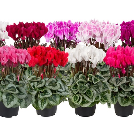 cyclamen_persicum_super_serie_picasso_F1_mix