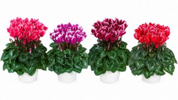cyclamen_persicum_tianis_fantasia_F1_mix_1