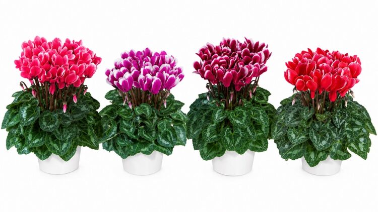 cyclamen_persicum_tianis_fantasia_F1_mix_1