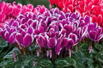 cyclamen_persicum_tianis_fantasia_F1_mix_2