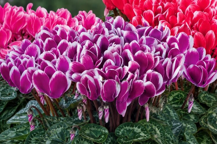 cyclamen_persicum_tianis_fantasia_F1_mix_2