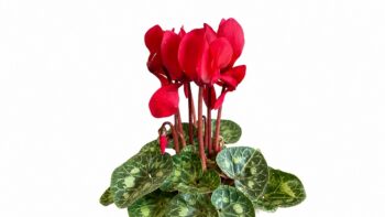 Cyclamen_tianis_F1_scarlet_red_1