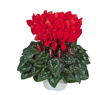 Cyclamen_tianis_F1_scarlet_red_2