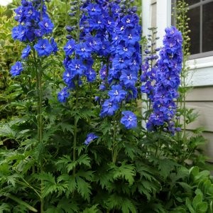 Delphinium_cultorum_Jupiter_ F1_Blue_1