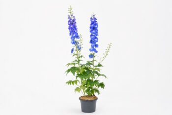 Delphinium_cultorum_Jupiter_ F1_Blue_2