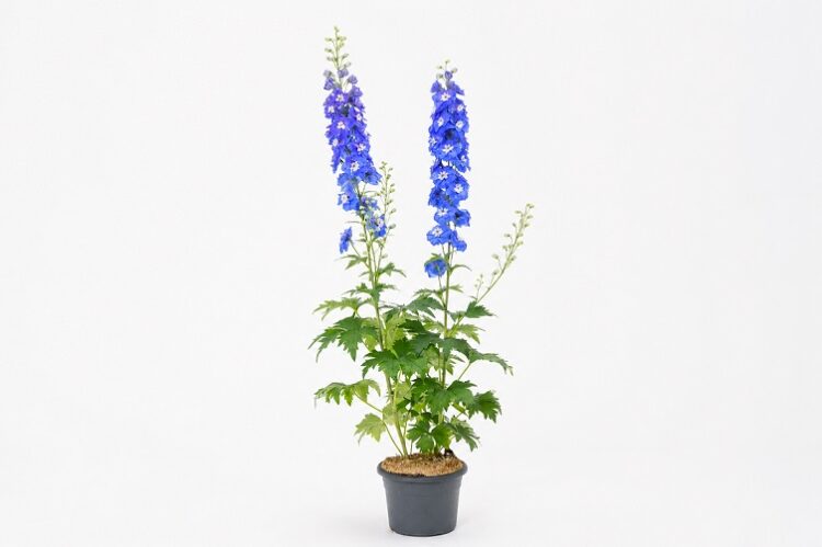 Delphinium_cultorum_Jupiter_ F1_Blue_2