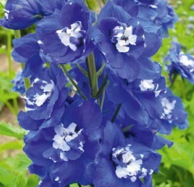 Delphinium_cultorum_Jupiter_ F1_Blue