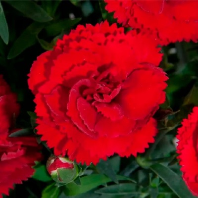 dianthus_superbus_tiny_pleasure_dark_red_2