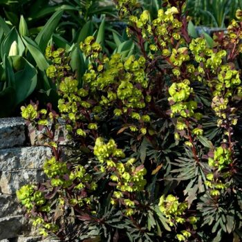 euphorbia_purpurea_2