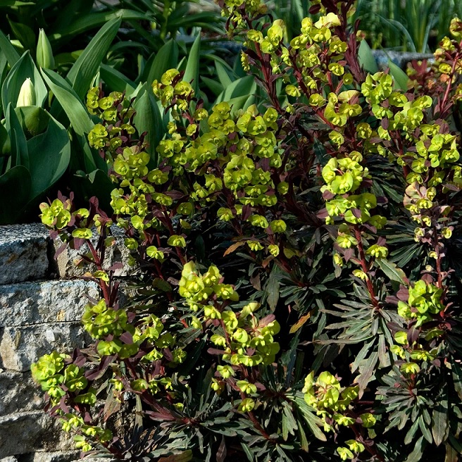 euphorbia_purpurea_2