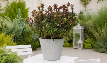 euphorbia_purpurea