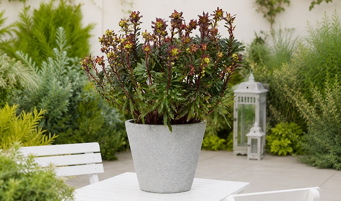 euphorbia_purpurea