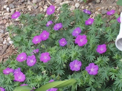 geranium_sanguineum_vision_violett_1