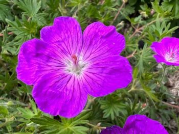 geranium_sanguineum_vision_violett_3