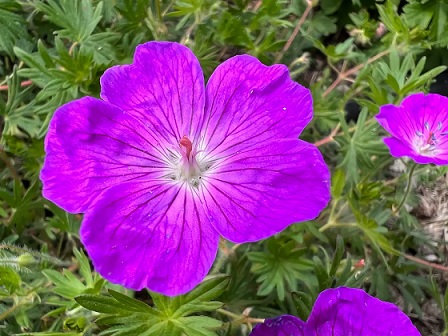 geranium_sanguineum_vision_violett_3